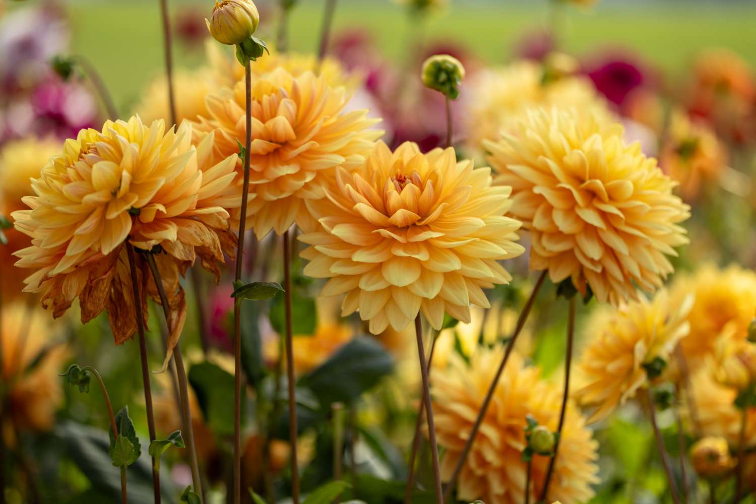 Dahlie ‘Rancho’